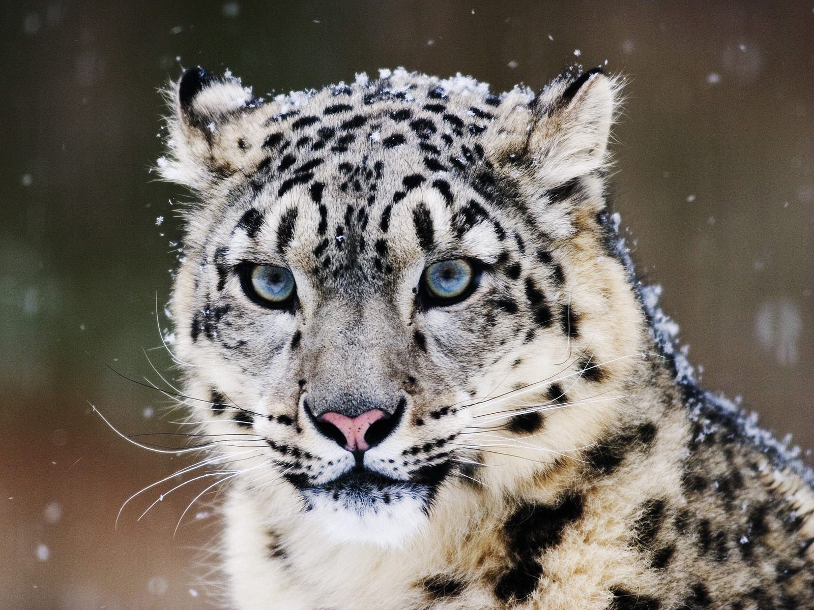 Snow Leopard276618593 - Snow Leopard - Snow, Montana, Leopard